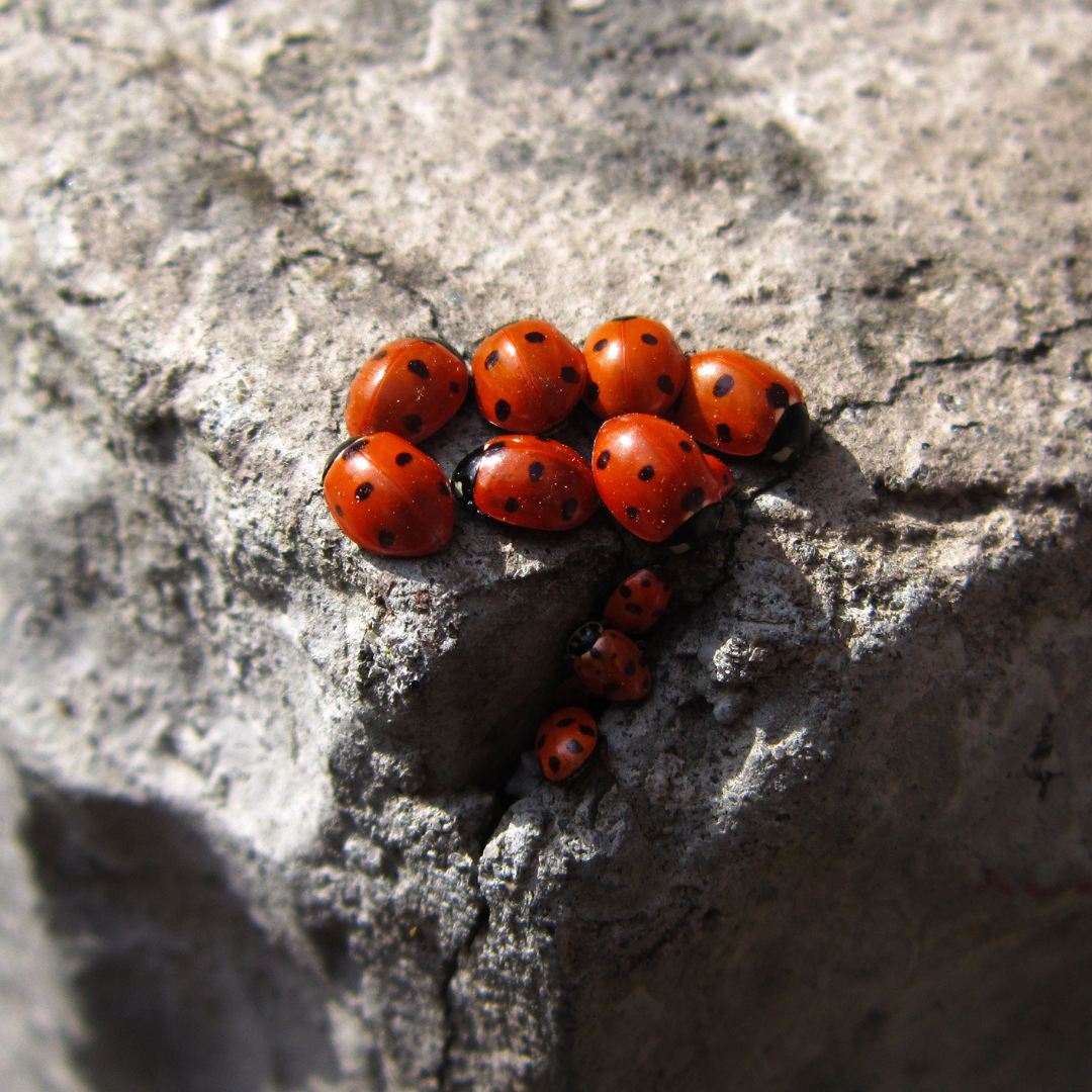 Ladybugs are known for their friendly and harmless nature
