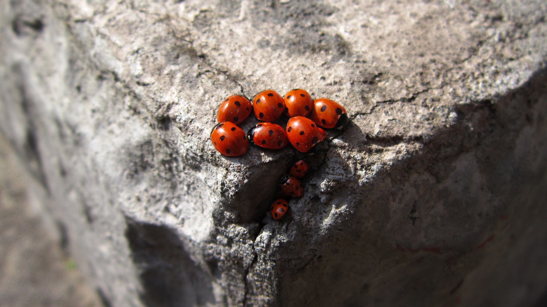 Ladybugs are known for their friendly and harmless nature