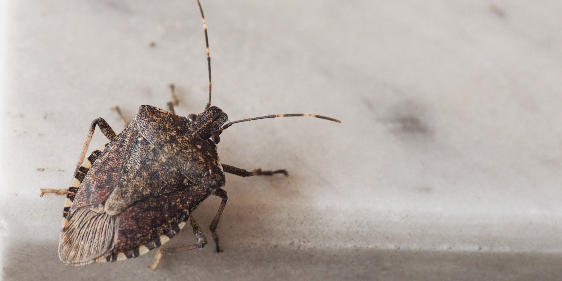 stink bugs enter residential homes is in search of warmth.