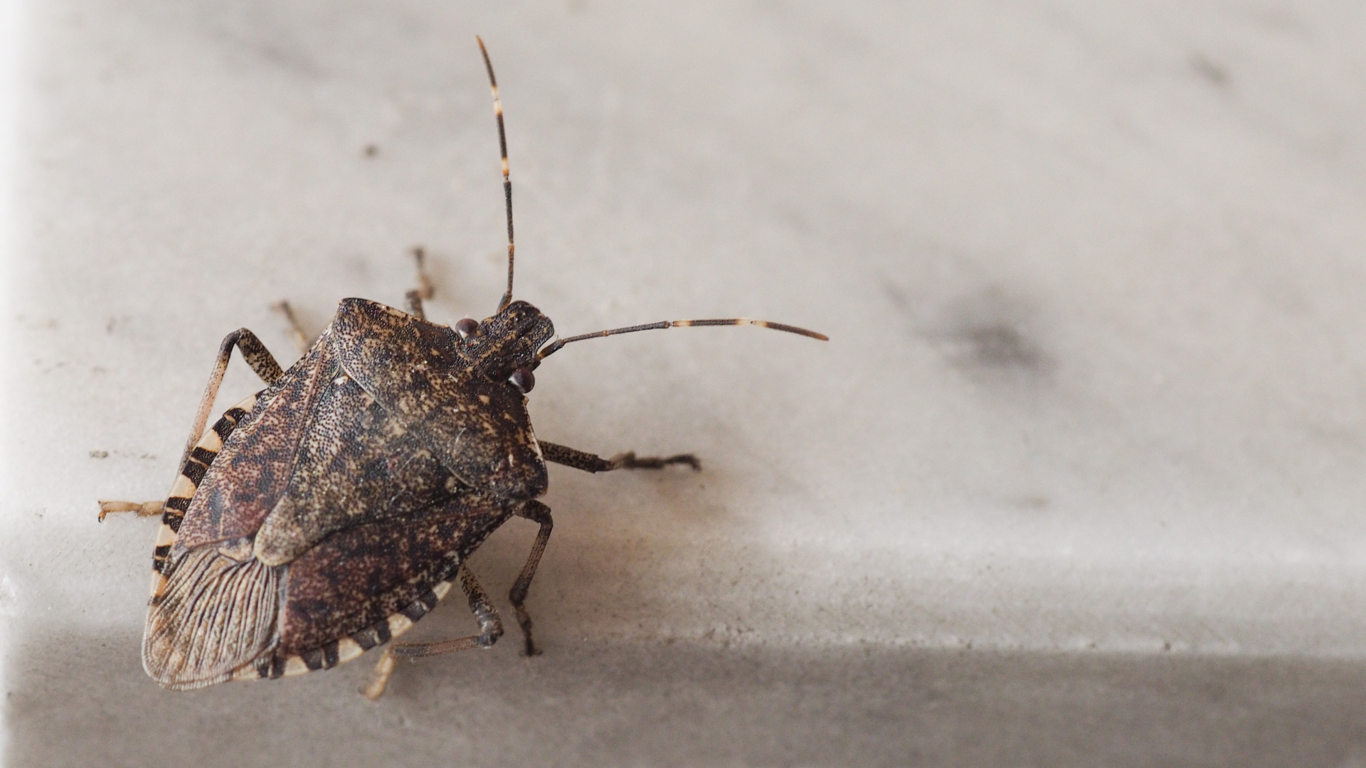 stink bugs enter residential homes is in search of warmth.