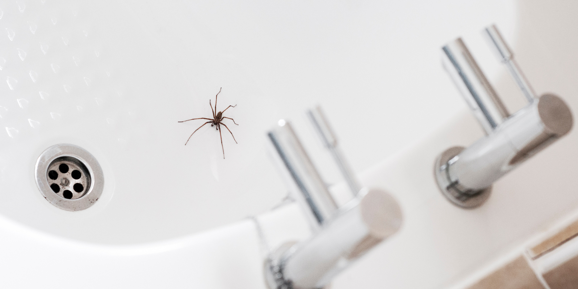 Spiders thrive in undisturbed, cluttered areas