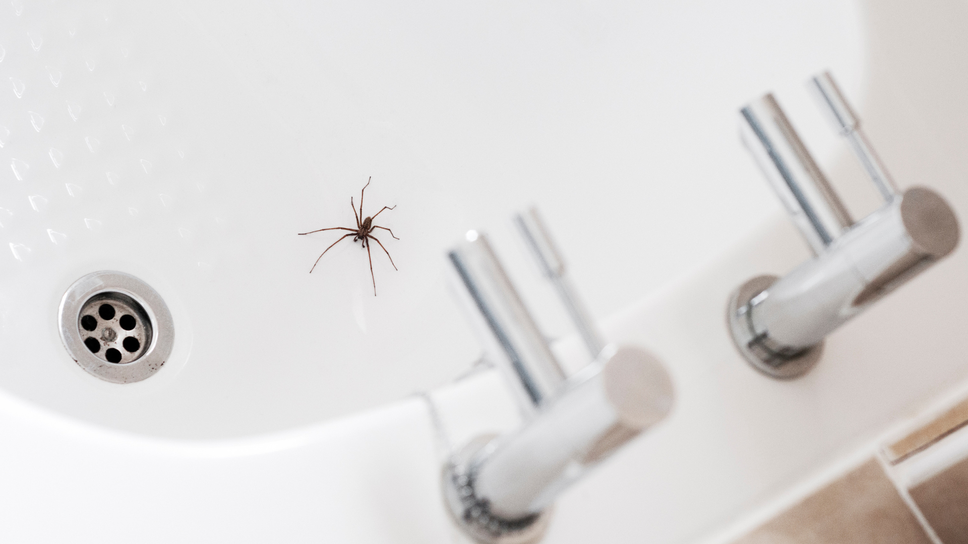 Spiders thrive in undisturbed, cluttered areas