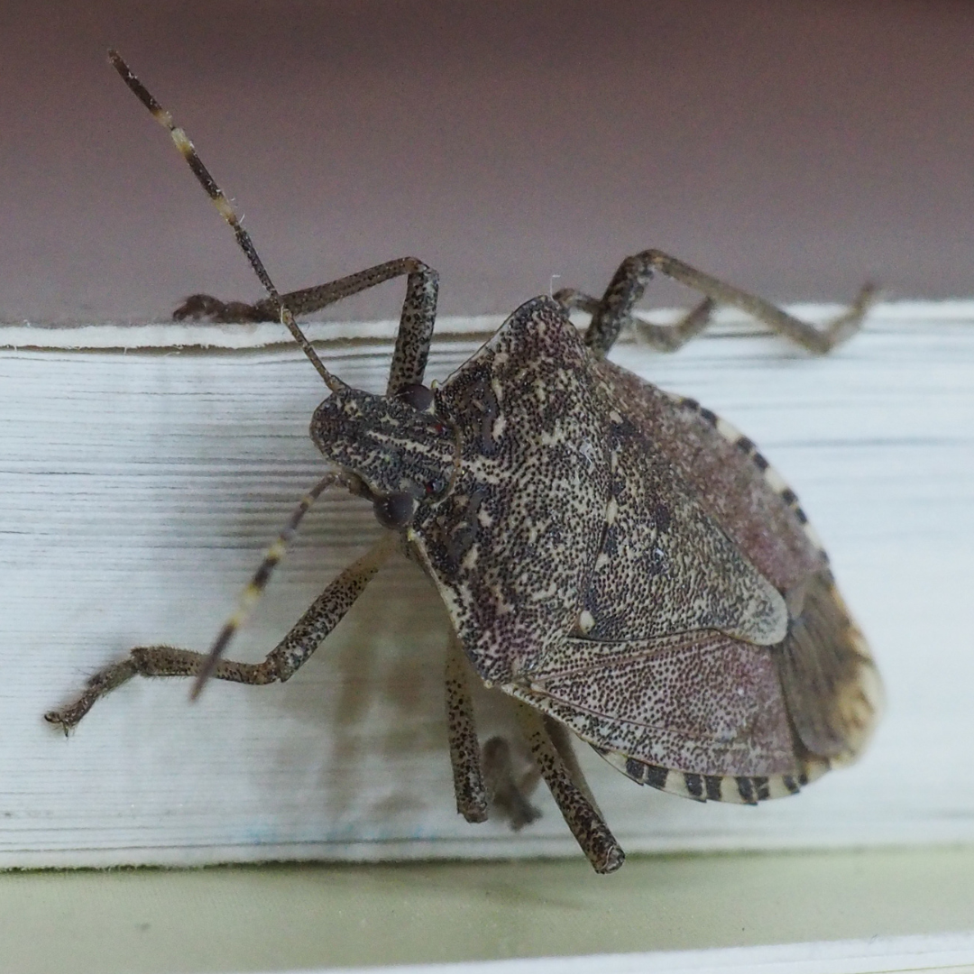 stink bugs are more than just a nuisance