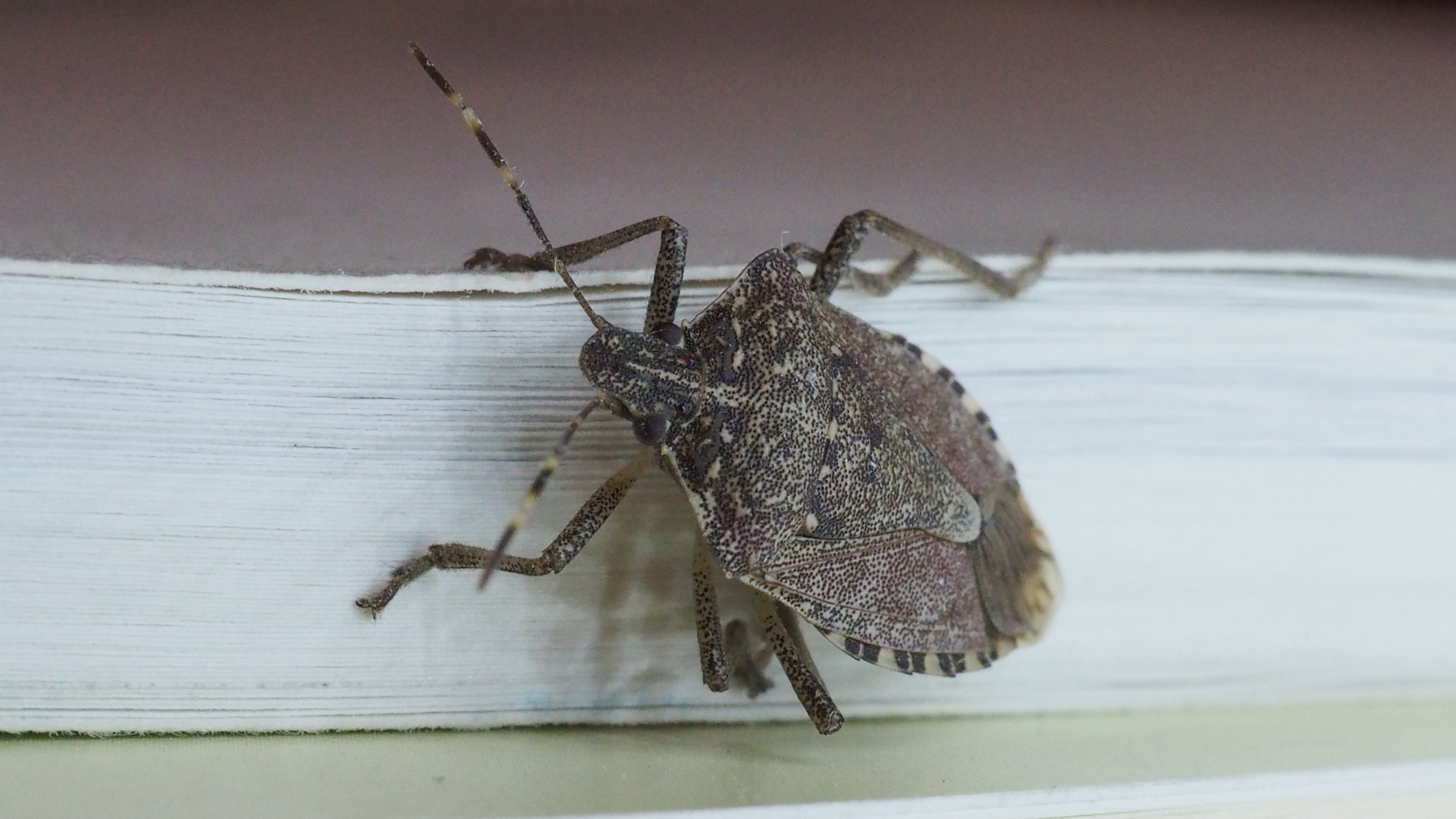 stink bugs are more than just a nuisance